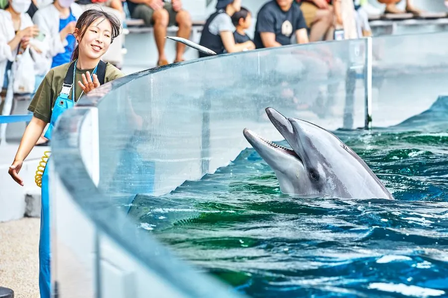京都水族館のイルカのごはんの時間