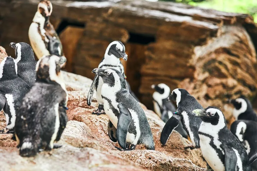 京都水族館のケープペンギン