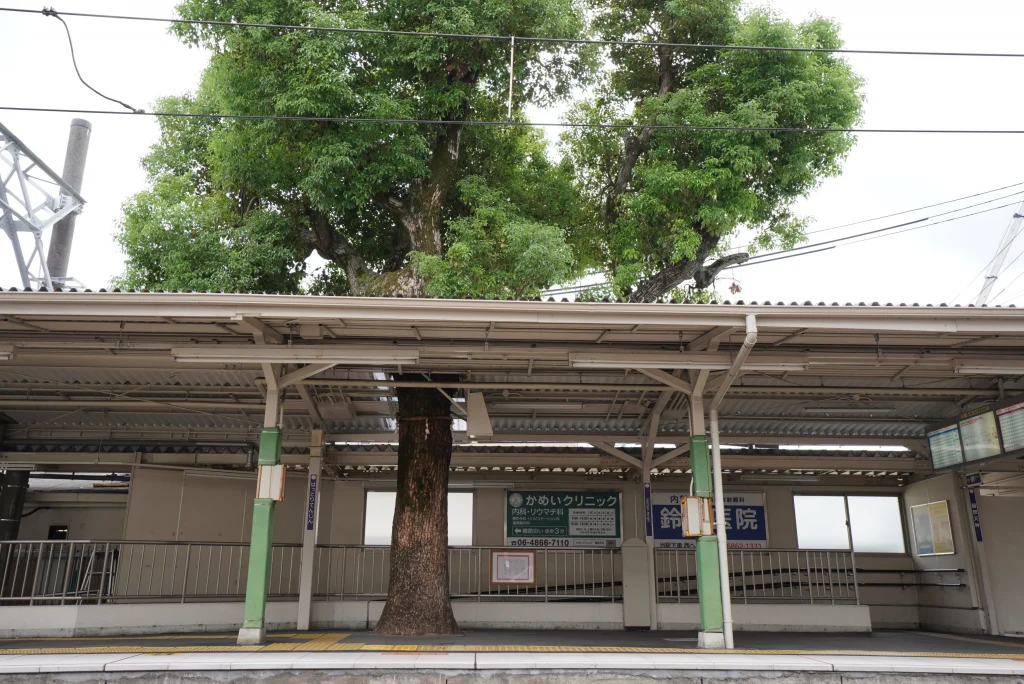 服部天神駅　御神木