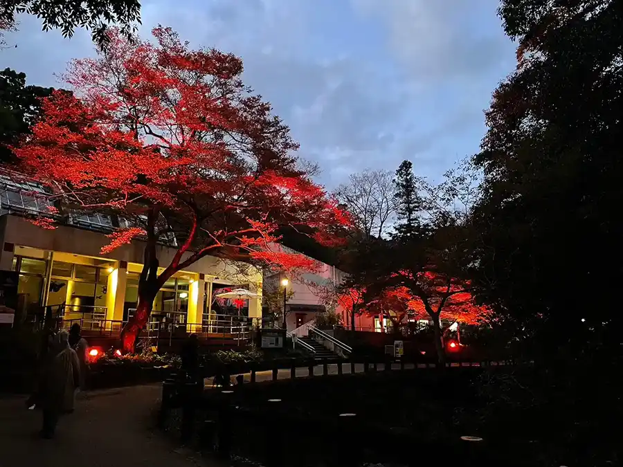ライトアップされた昆虫館前の紅葉