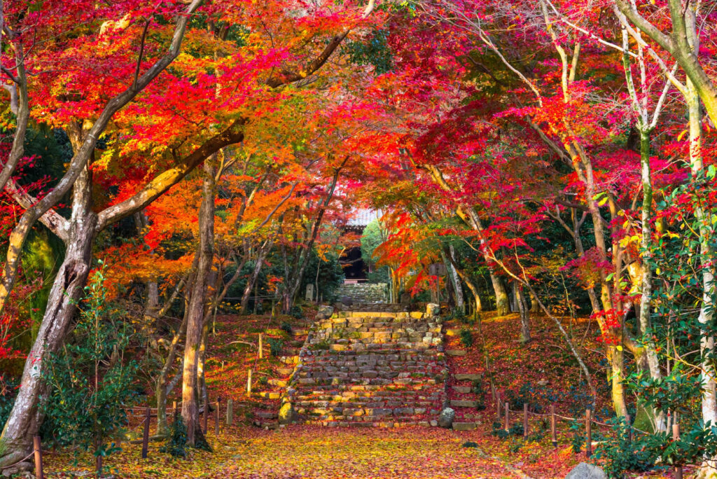 【注意！要クレジット】葉室山 浄住寺「紅葉茶房・HAMURO」