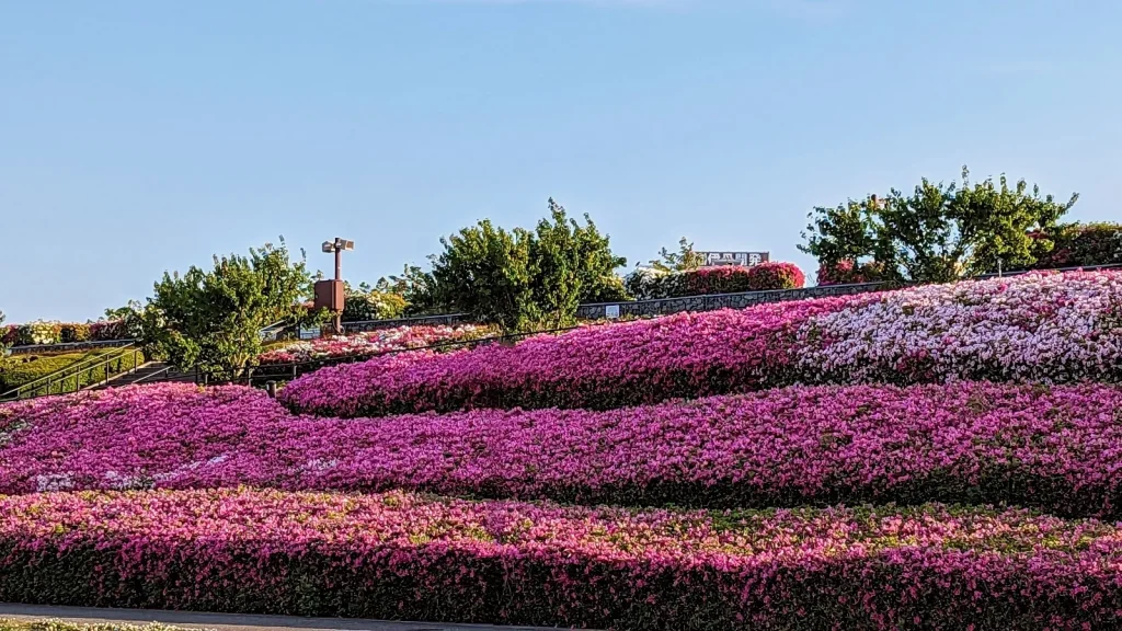 伊丹スカイパーク　つつじの丘