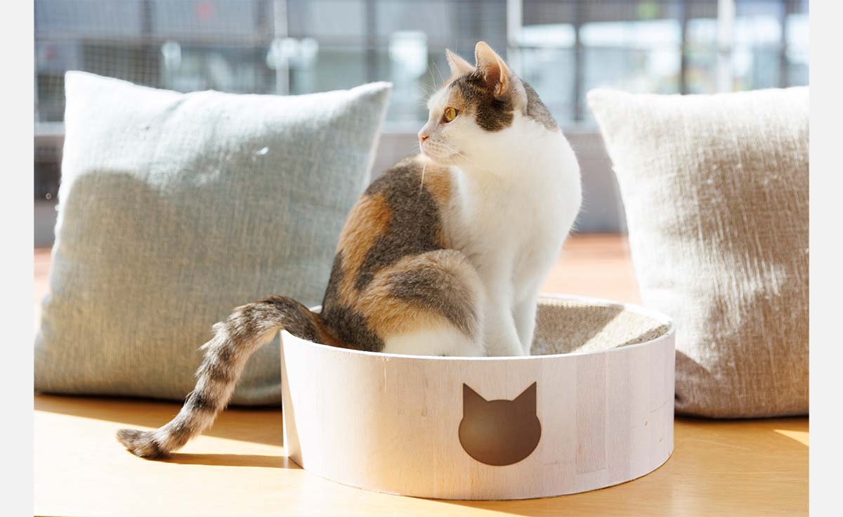 【塚口でネコまみれ】ネコカフェ『Cat Cafe MOFF』がつかしんにグランドオープン。兵庫初出店！