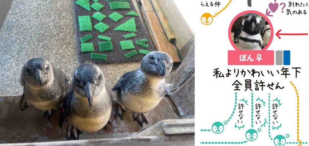 京都ペンギン相関図 新入り3羽
