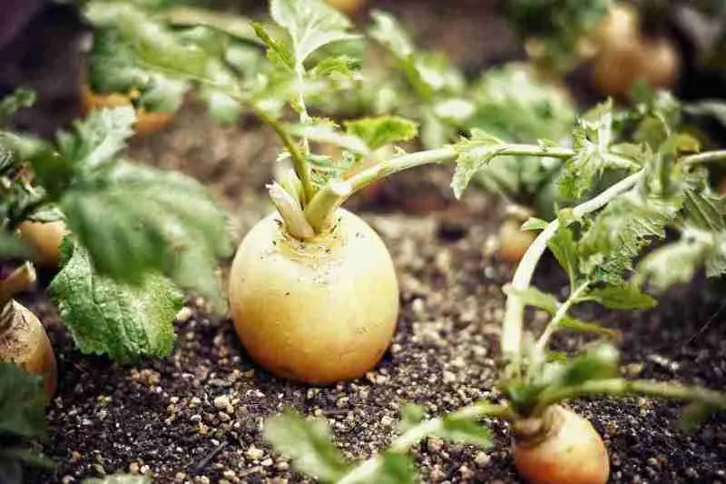 布引ハーブ園の家庭菜園ポタジェ