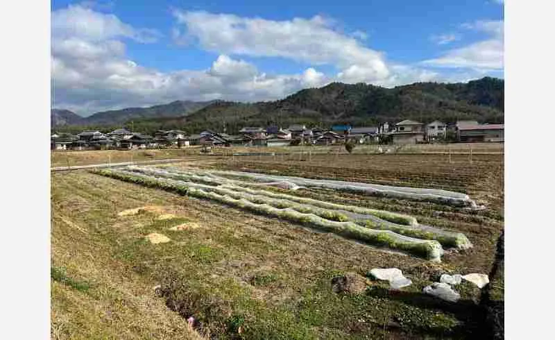 【大阪・梅田】「SDGsオーガニックショップ栞〜siori〜」が自社農園で野菜の栽培と店頭販売を開始