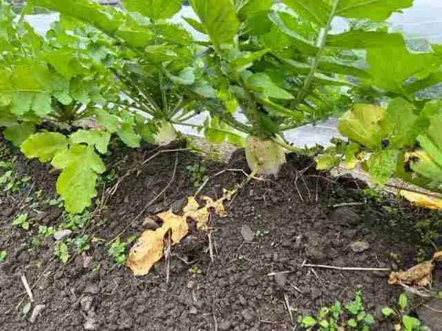 オーガニックショップ栞　自社農園で栽培された野菜オーガニックショップ栞