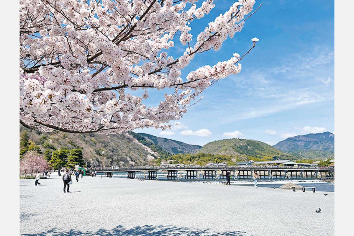 【2025年最新】京都の桜・花見スポット。阪急京都線の名所12選