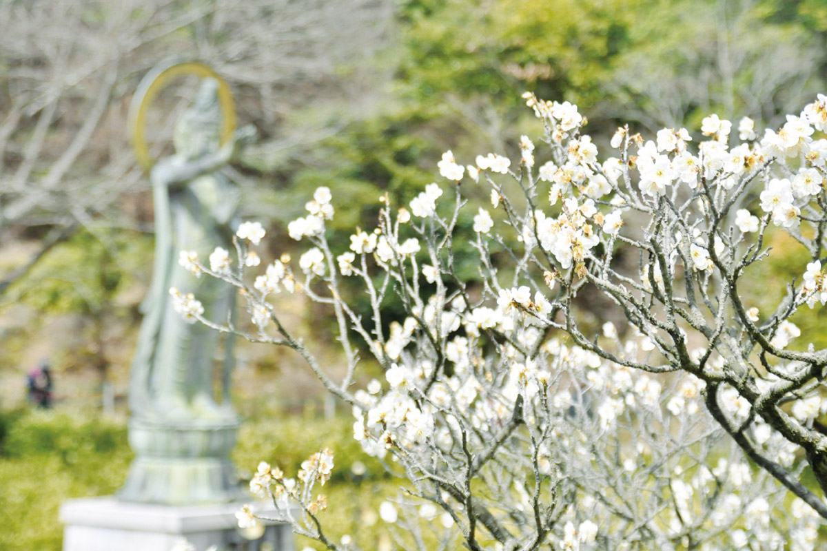 約1,000本もの梅が斜面上に咲き乱れる。宝塚・中山寺「梅まつり」3月2日（日）開催