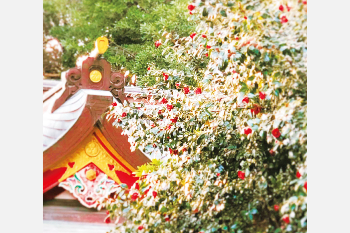 椿が美しい境内で無病息災を祈願。西宮・越木岩神社「鎮花祭」3月2日（日）開催