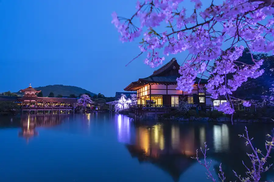 平安神宮の桜ライトアップ