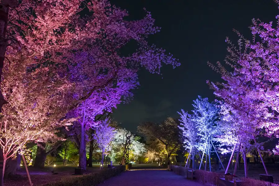 ライトアップされた桜