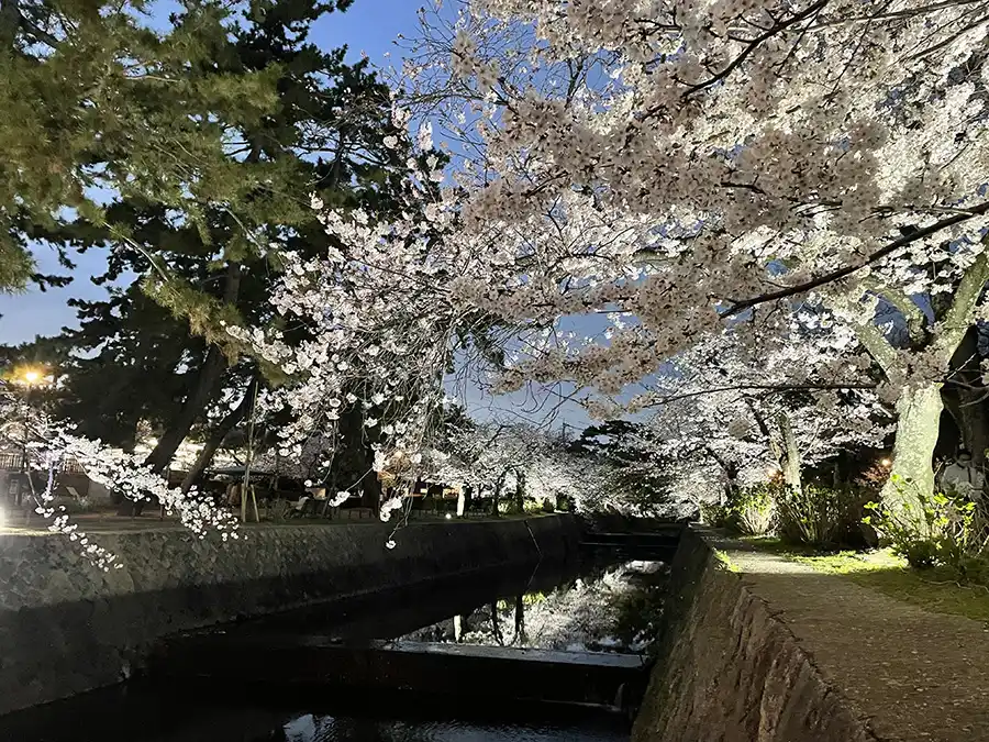 夙川の桜ライトアップ