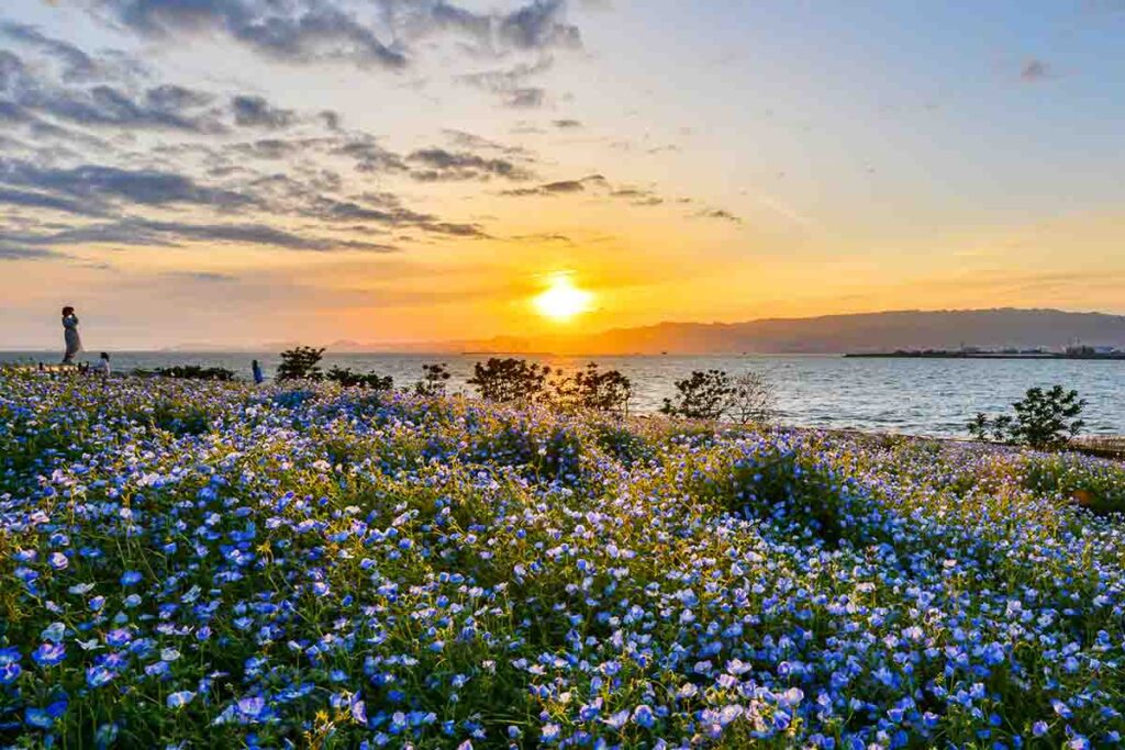 舞洲ネモフィラ祭りと夕陽