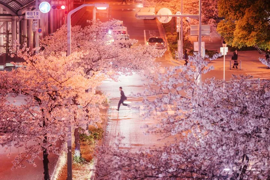 大阪の桜の新名所?!　大阪ダイヤモンド地区フォトコンテスト開催