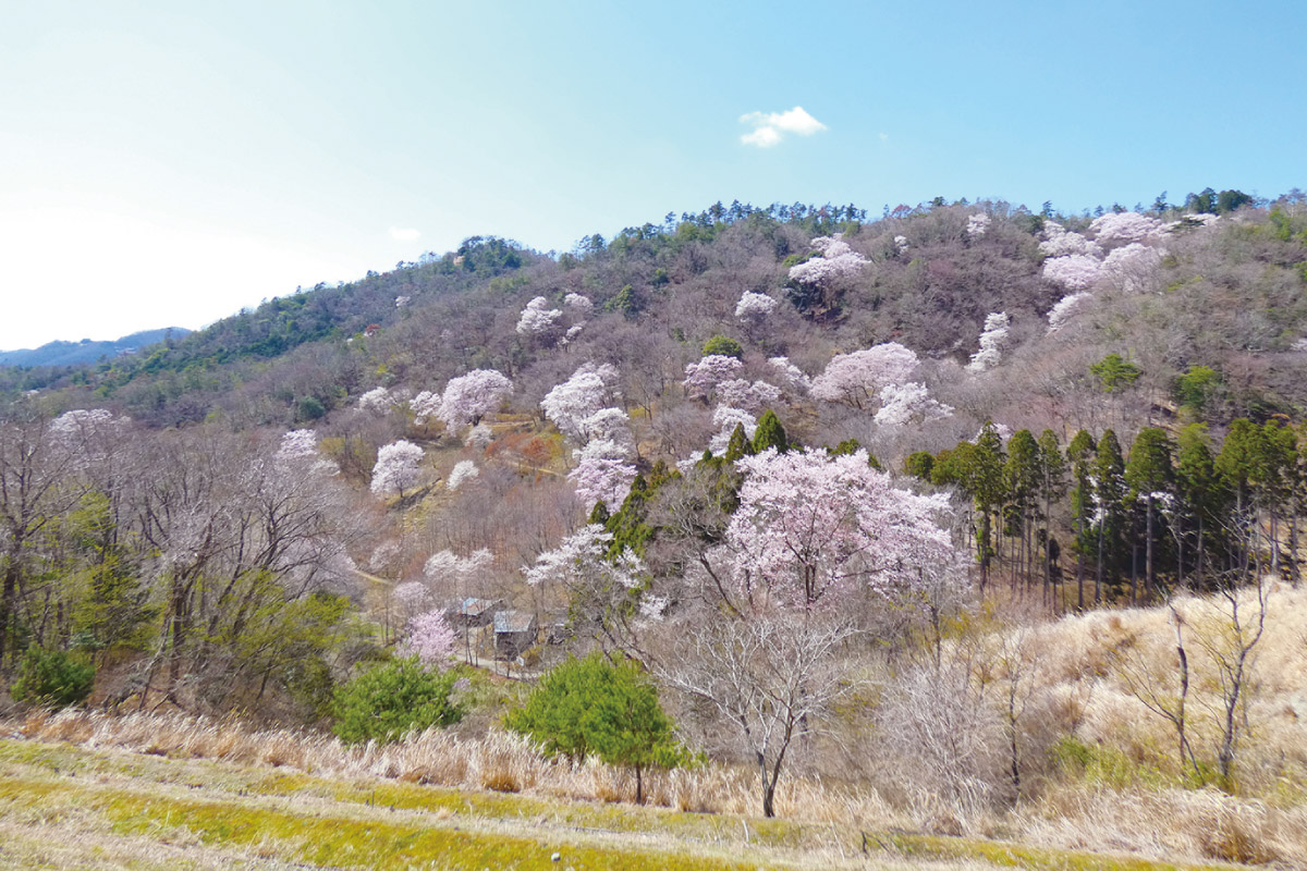 サクラを求め「日本一の里山」へ！のせでん第1木曜ハイキング、4月4日（木）開催
