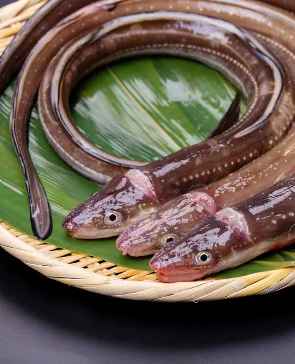 「一張羅」で使われている穴子のイメージ