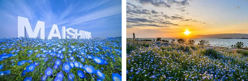 2024舞洲ネモフィラまつり