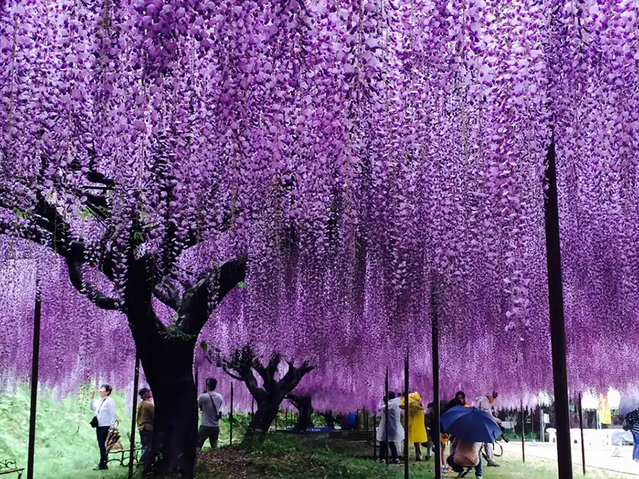 百毫寺(ひゃくごうじ)のフジ