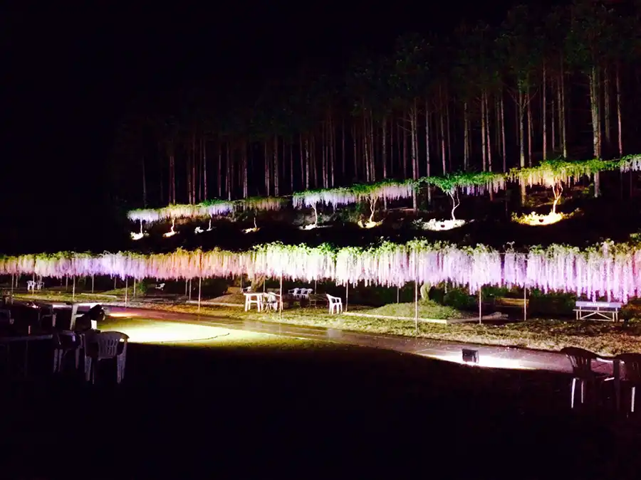 百毫寺(ひゃくごうじ)のフジのライトアップ