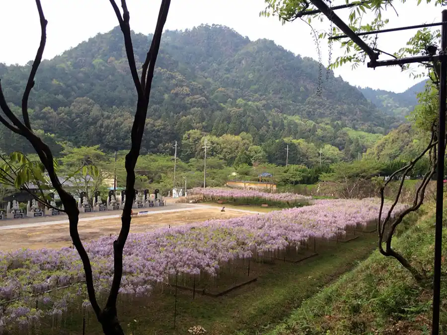 百毫寺(ひゃくごうじ)の藤棚