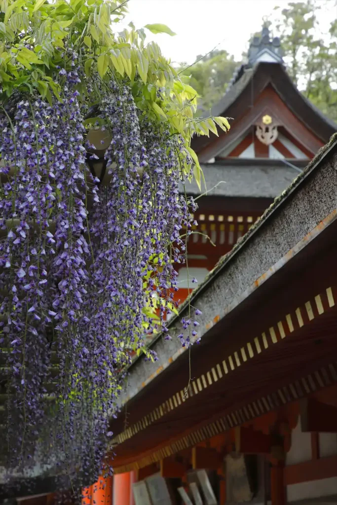 春日大社の砂ずりのフジ
