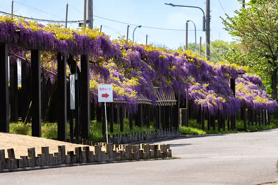京都鳥羽水環境センターの藤棚