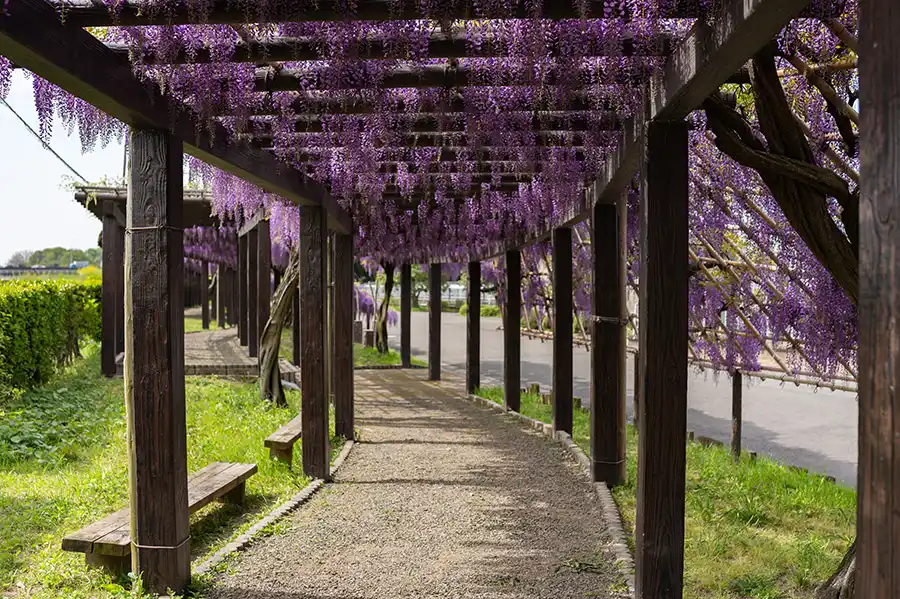 京都鳥羽水環境センターの藤
