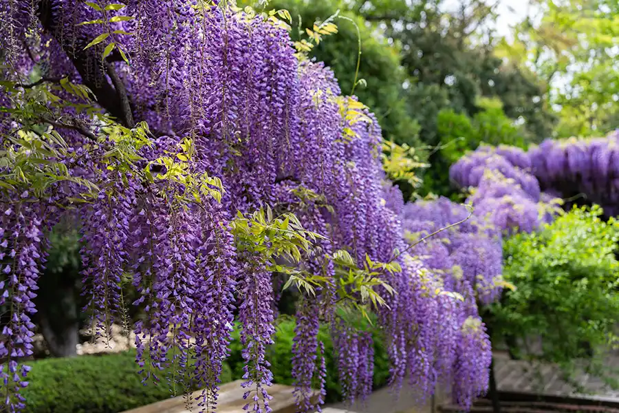 京都鳥羽水環境センターの藤棚