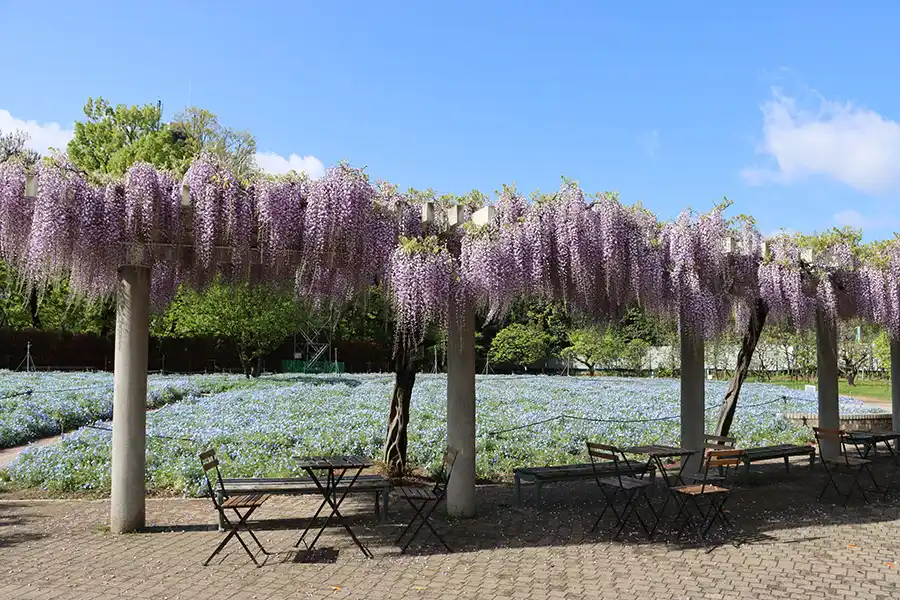 長居植物園のフジとネモフィラ