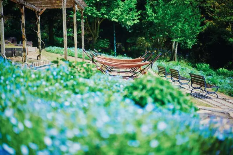 ネモフィラ(見ごろ:5月上旬~下旬)