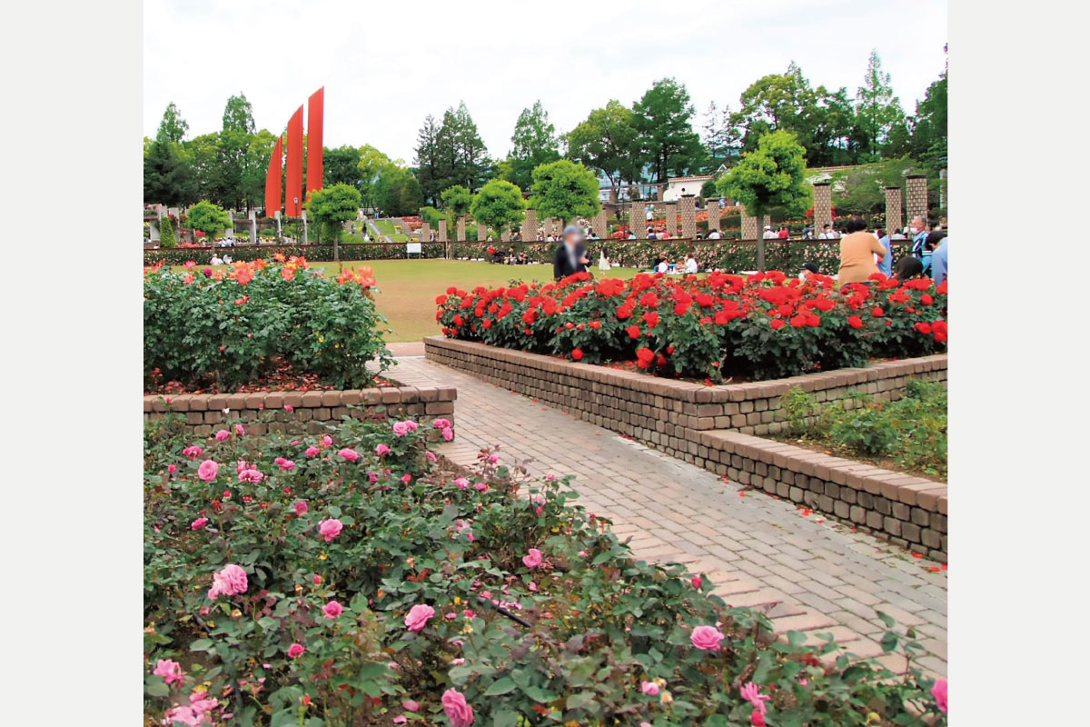 西宮街道、荒牧バラ公園、お酒の白雪へ！のせでん平日ハイキング 10月16日（水）開催