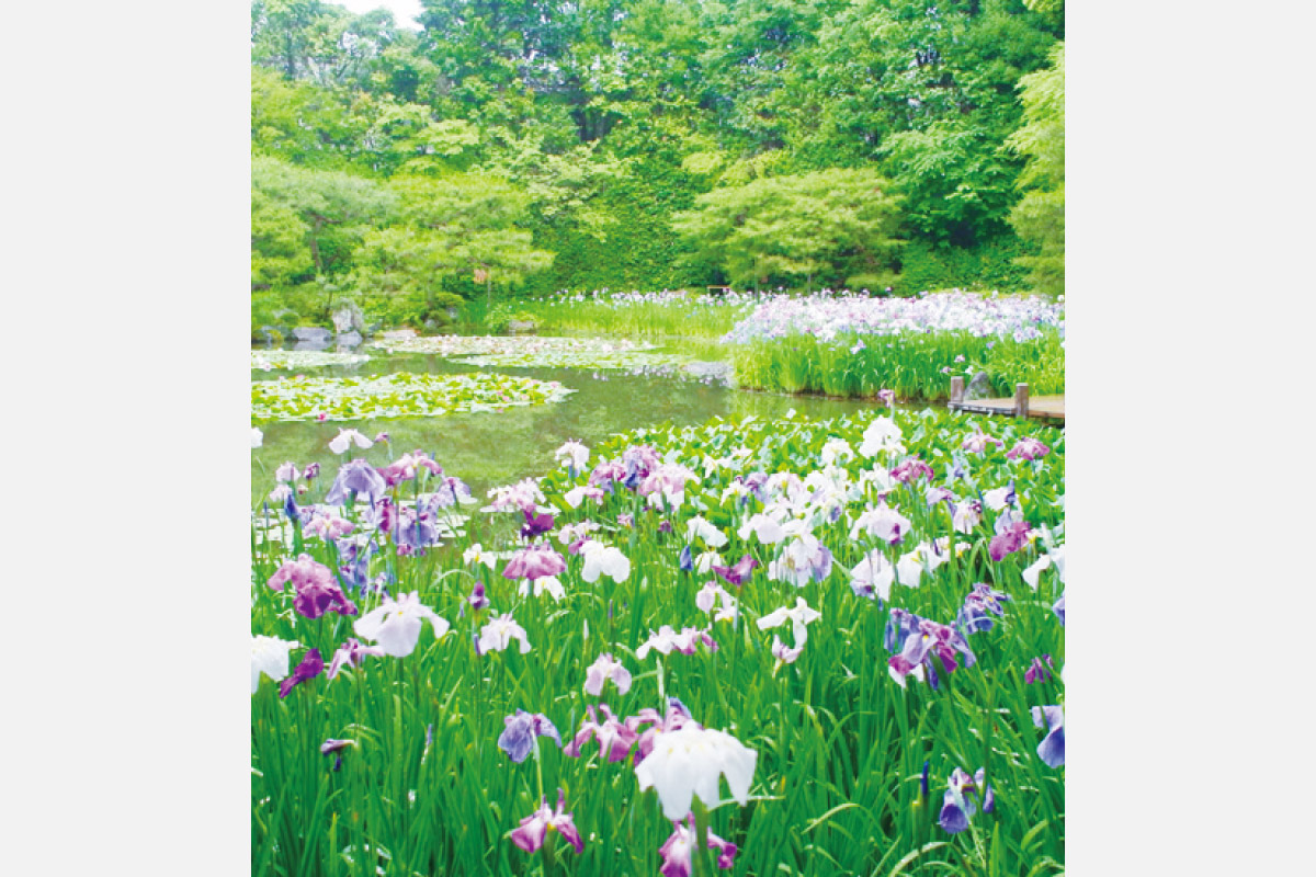 ハナショウブが咲き誇る庭園を特別公開。京都・平安神宮の神苑を6月3日（火）に無料公開