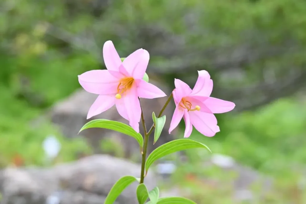 六甲高山植物園 ヒメサユリ