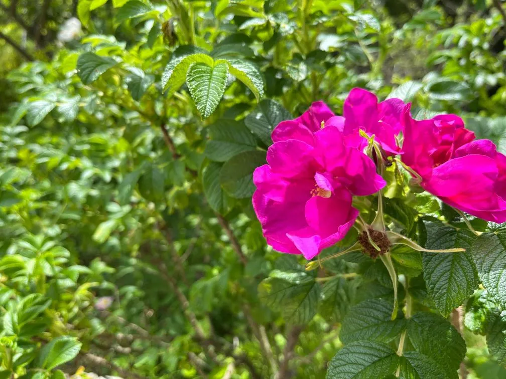 六甲高山 ハマナス
