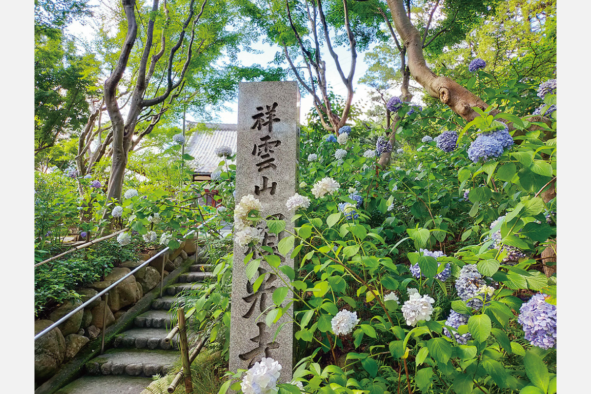 のせでん第1木曜ハイキング。満開のアジサイを目指してウオーキング「小童寺・素盞嗚神社・賴光寺コース」7月4日（木）開催