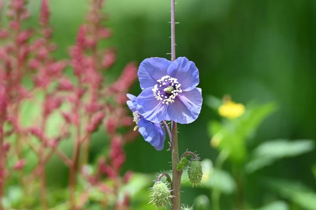 「六甲高山植物園」は一年を通じて貴重な高山植物にであえるスポット
