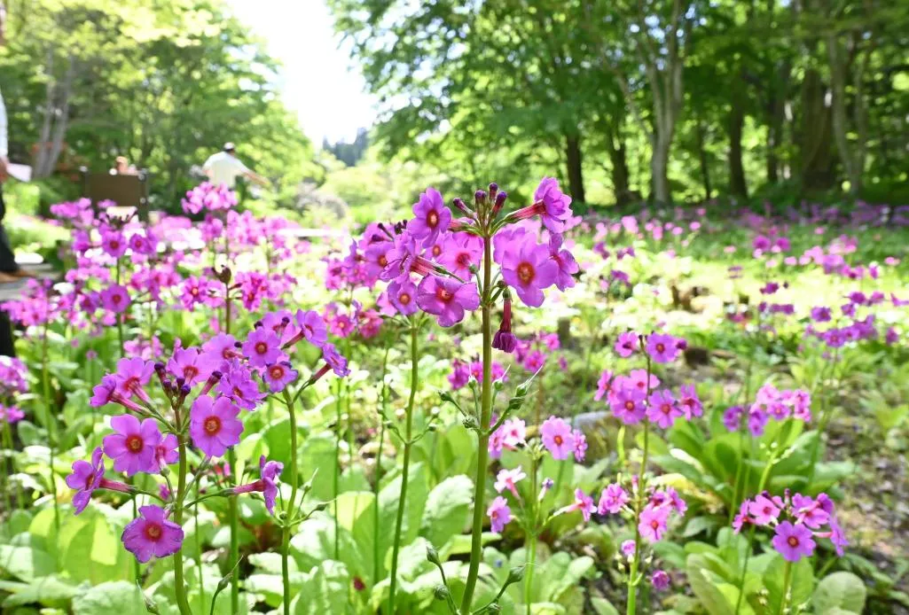 六甲高山 クリンソウ1