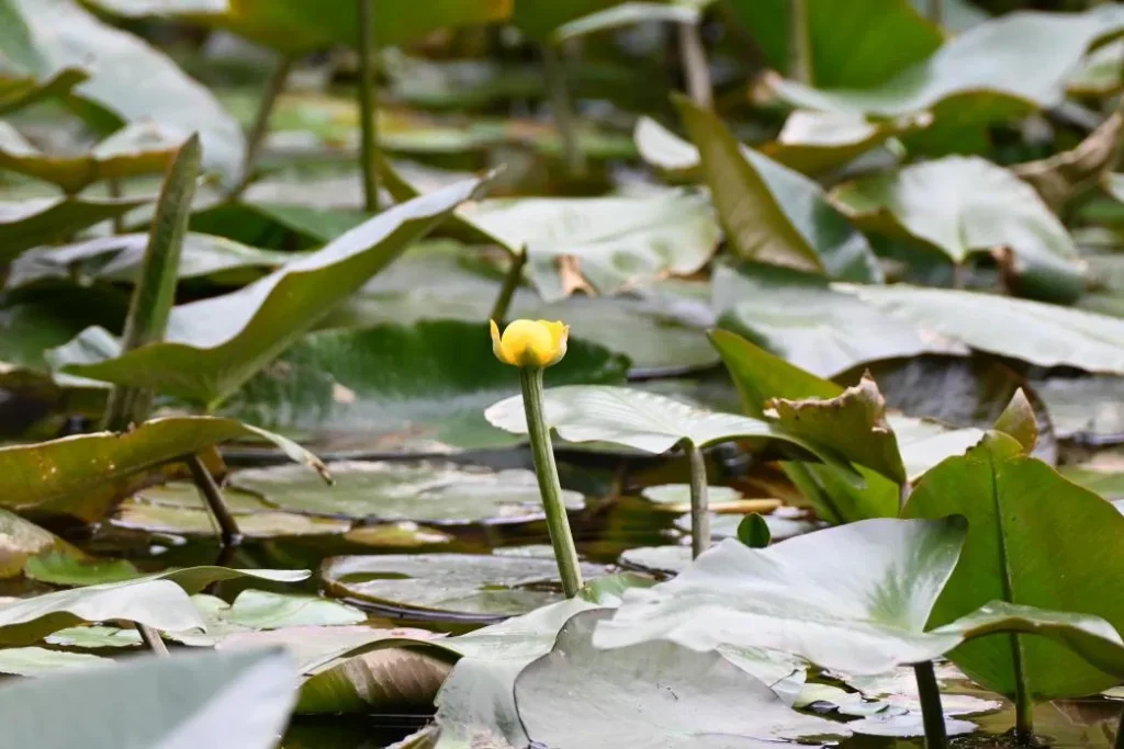 六甲高山 コウホネ