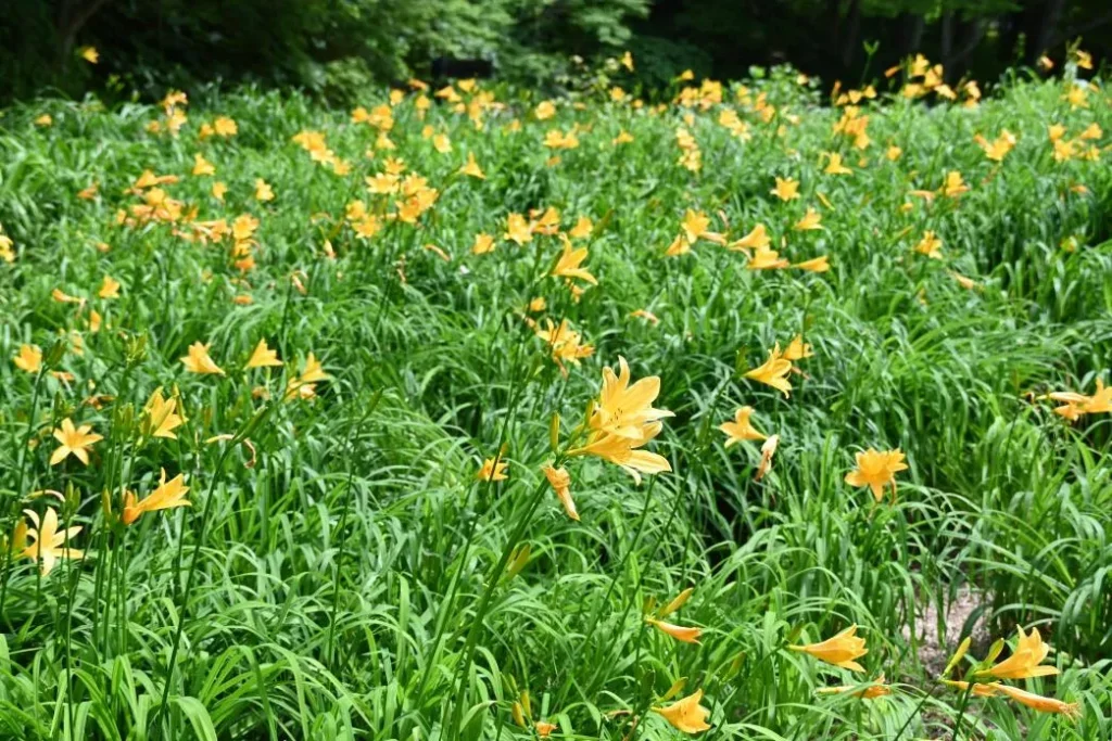 六甲高山 ニッコウキスゲ2