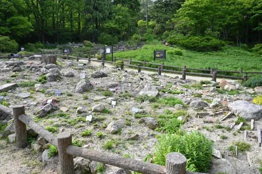六甲高山植物園 ロックガーデン2