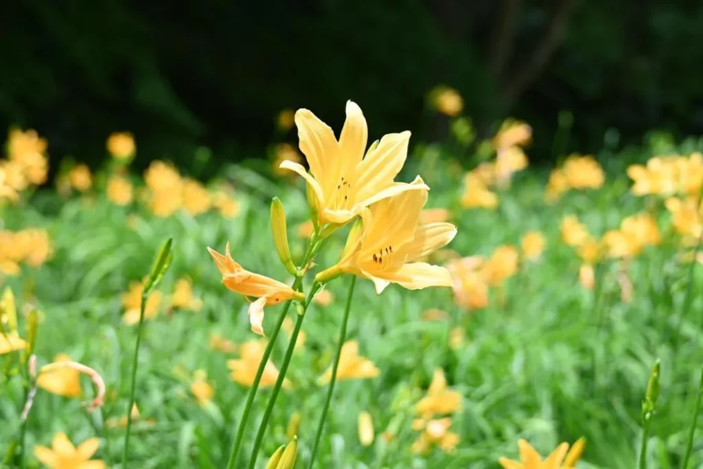 六甲高山 ニッコウキスゲ1