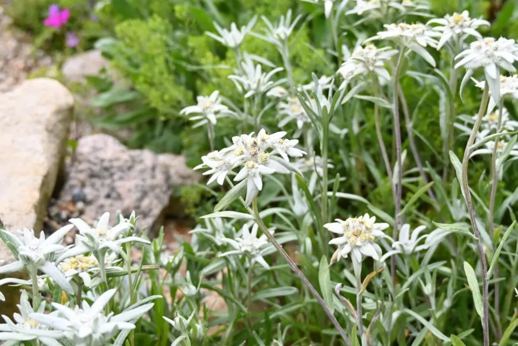 六甲高山 エーデルワイス