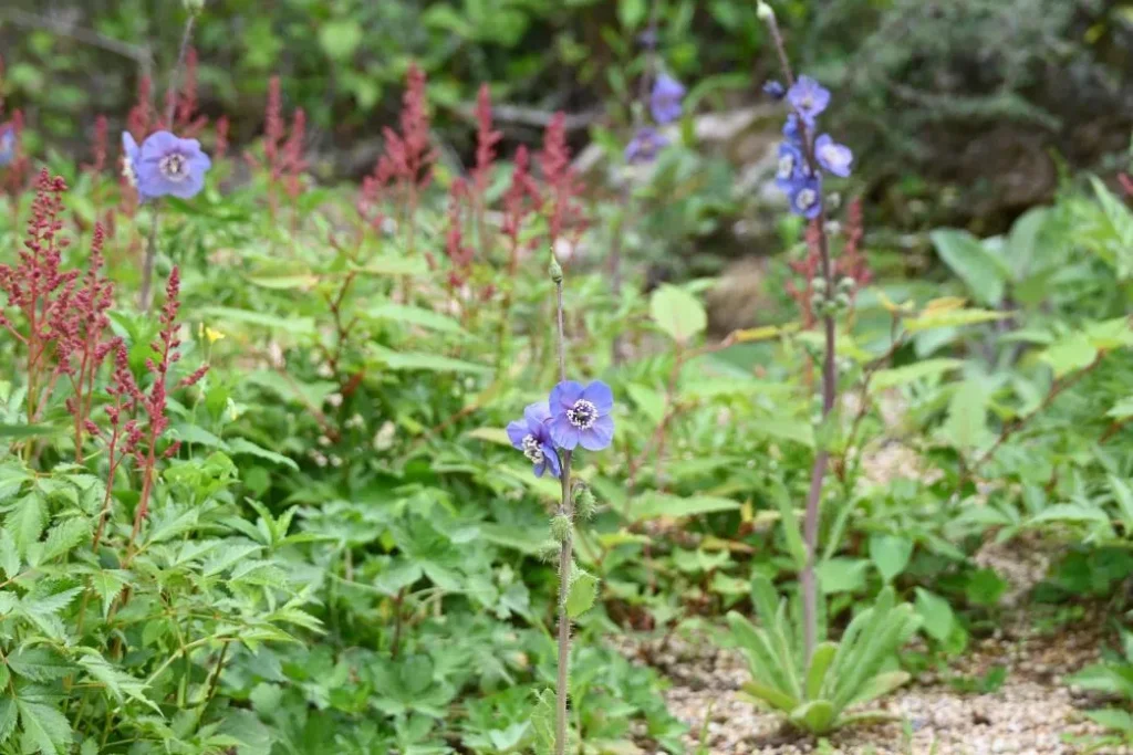 六甲高山 ケシ2