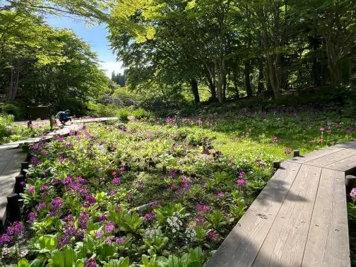 六甲高山 クリンソウ3