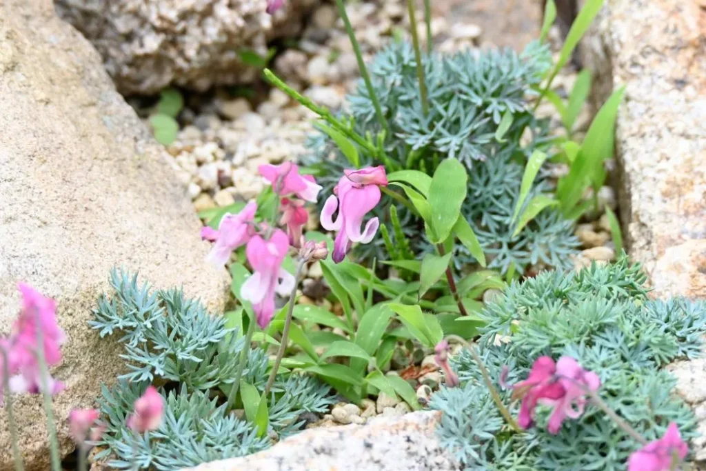 六甲高山 コマクサ