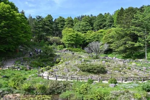 六甲高山 ロックガーデン