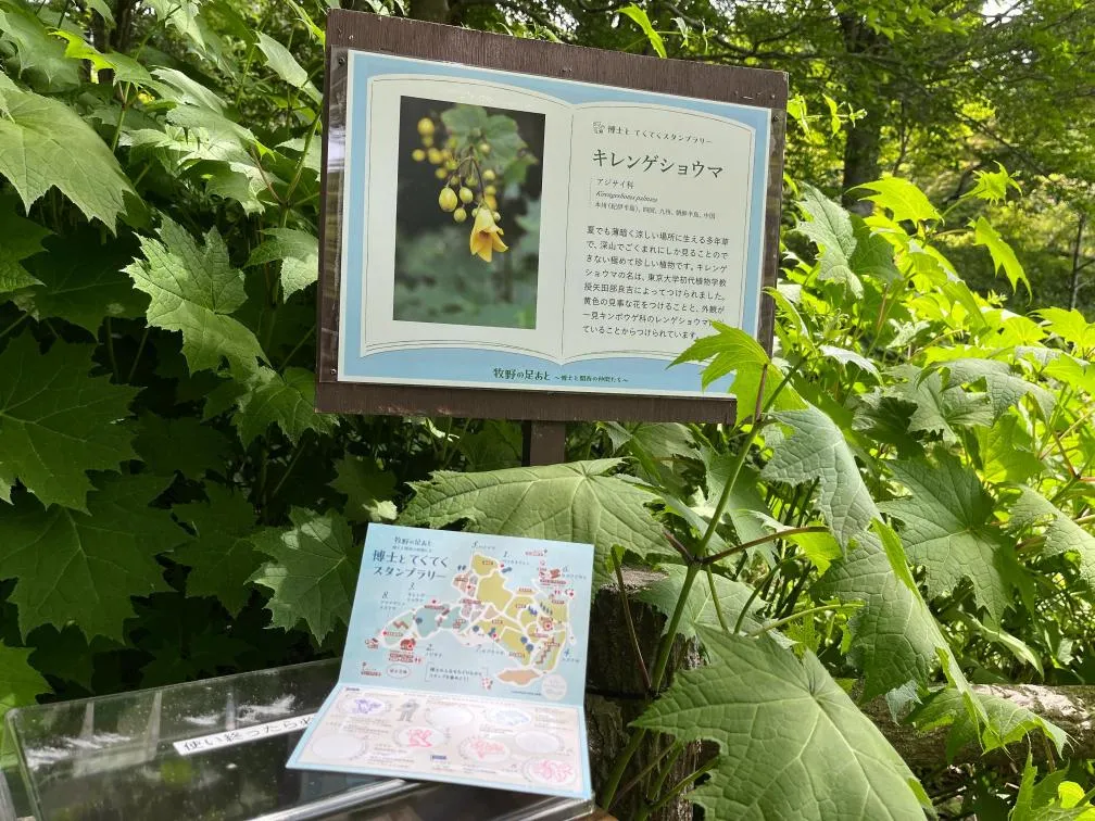 六甲高山 キレンゲショウマ