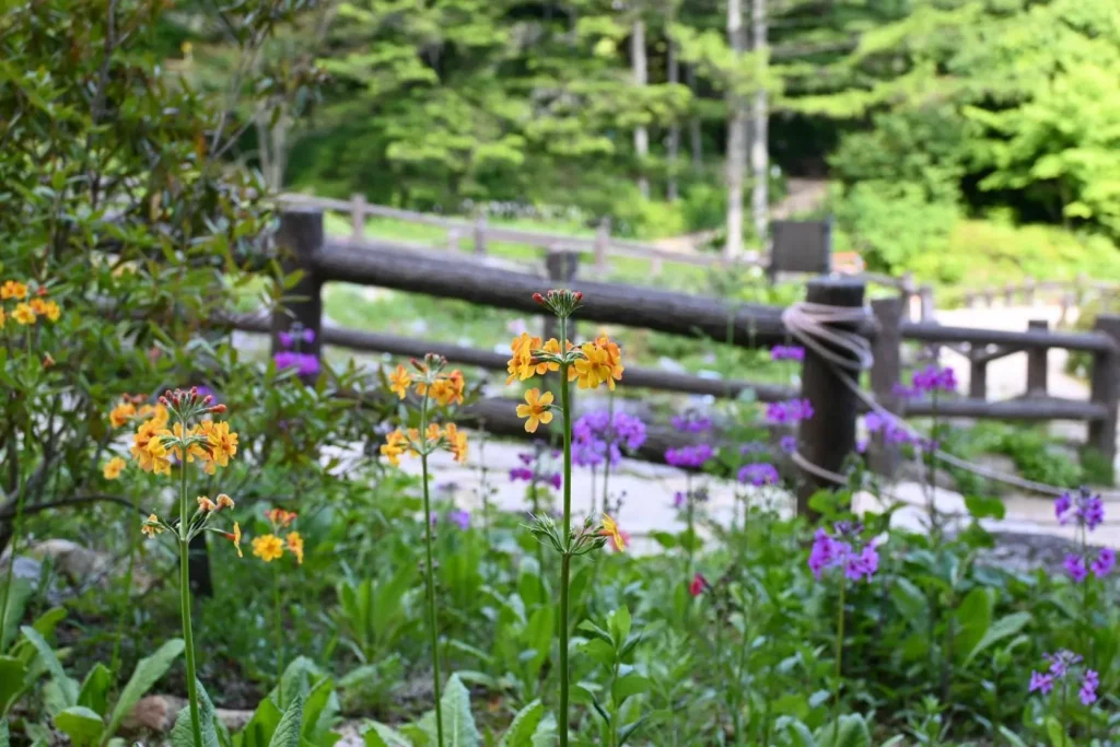六甲高山植物園　ヒマラヤ区