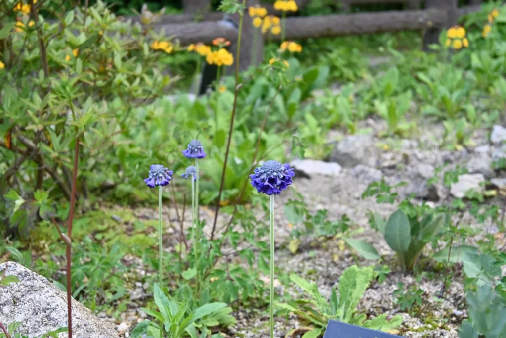 六甲高山植物園　ヒマラヤ区